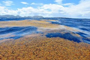 Trophic Levels of the Marine Food Chain: Sargassum as an Example of Marine Producers (Credit: VELY Michel 2018 .CC BY-SA 4.0.)