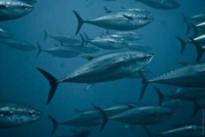 Trophic Levels of the Marine Food Chain: Tuna as a Marine Secondary Consumer (Credit: TheAnimalDay.org 2011 .CC BY 2.0.)