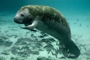 Examples of Marine Food Chains: Manatee as a Marine Primary Consumer (Credit: U.S. Fish and Wildlife Service Headquarters 2008 .CC BY 2.0.)