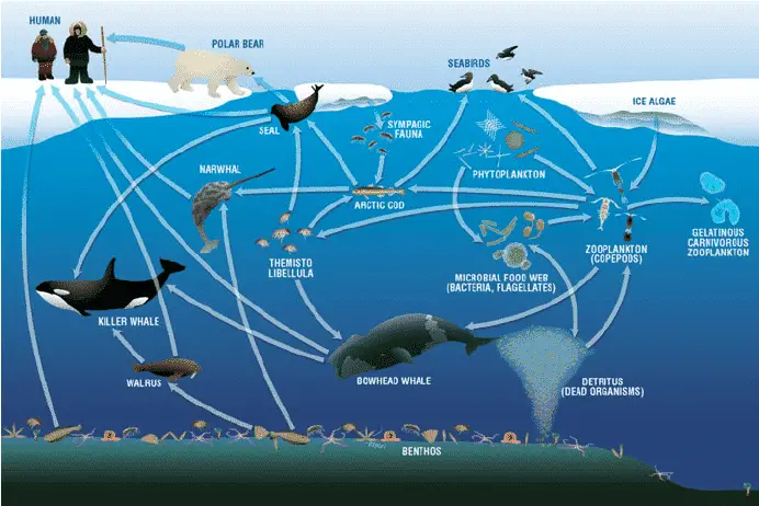 Marine Food Chain, Marine Food Web: Trophic Levels and Examples