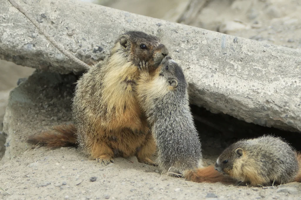 beaver vs marmot