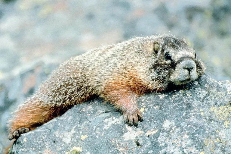 Marmot Vs Groundhog Vs Woodchuck Full Comparison