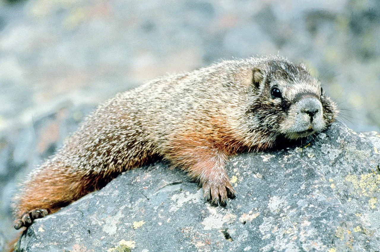 beaver vs marmot