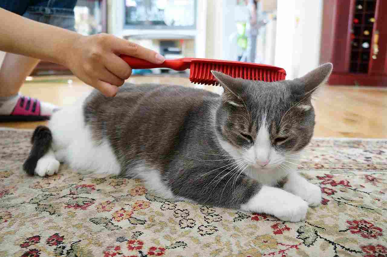 Domestic Medium Hair Cat Vs Long Hair Cat