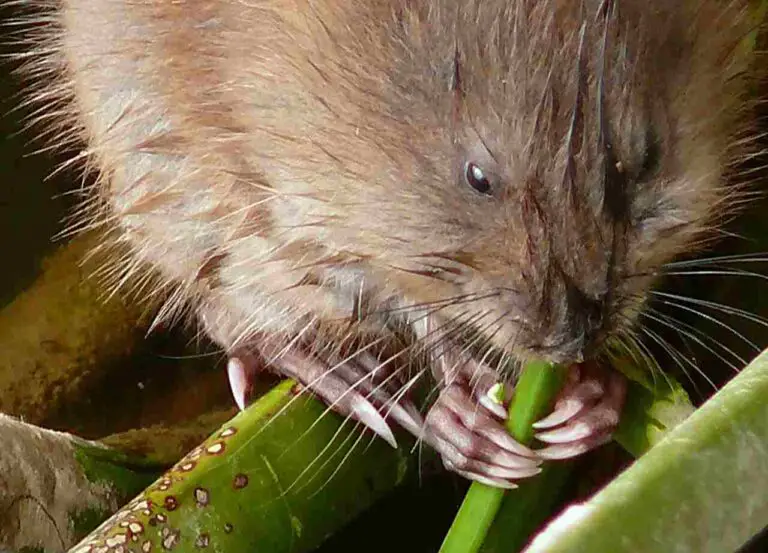 Mink Vs Muskrat Size, Weight, Overall Comparison  Introduction: