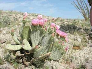 Mojave Desert Biotic Factors: Plants like Cacti have Adapted to Conserve Water in Their Tissues (Credit: Joe Decruyenaere 2010 .CC BY-SA 2.0.)