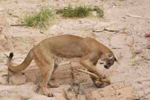 Mojave Desert Biotic Factors: Mountain Lions are Among the Largest Desert Carnivores (Credit: HarmonyonPlanetEarth 2015 .CC BY 2.0.)