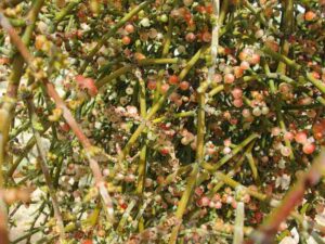 Mojave Desert Biotic Factors: Parasites like Desert Mistletoe can Weaken or Kill Host Plants (Credit: $1LENCE D00600D 2014 .CC BY-SA 3.0.)