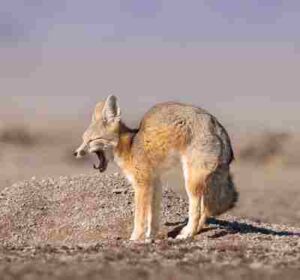 Mojave Desert Biotic Factors: Desert Kit Foxes and Coyotes Struggle for Shared Resources (Credit: USFWS Mountain-Prairie 2022)
