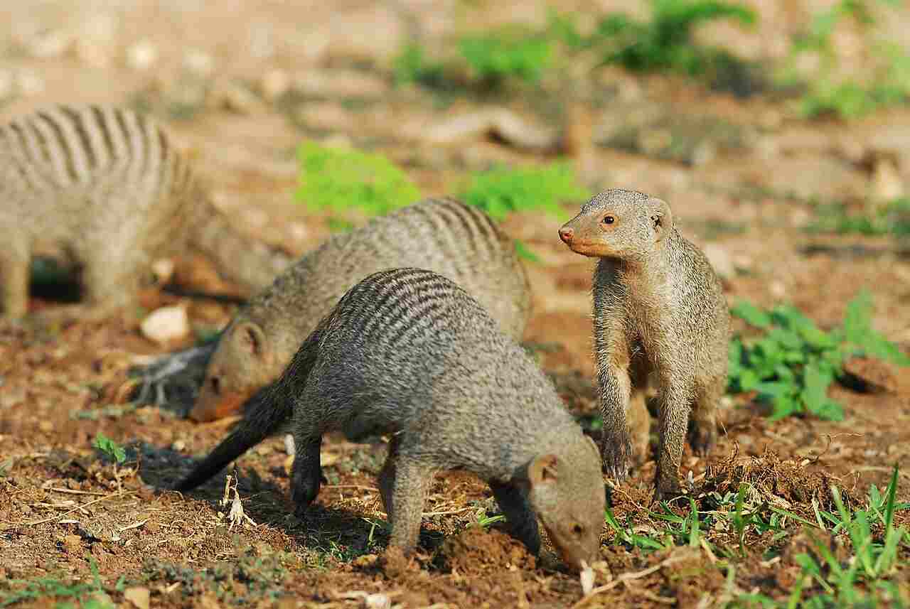 mongoose vs weasel