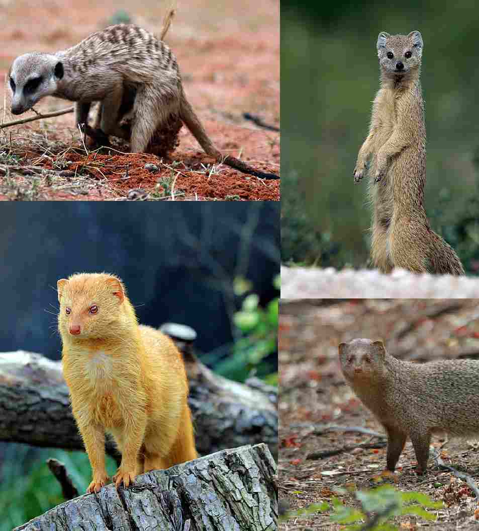 Mongoose Vs Meerkat