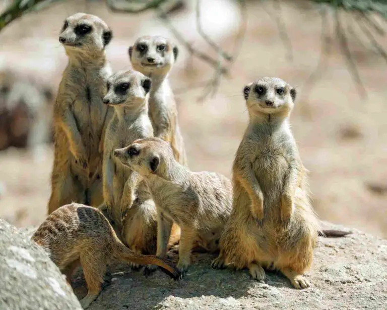 Mongoose Vs Meerkat Who Would Win, Overall Comparison