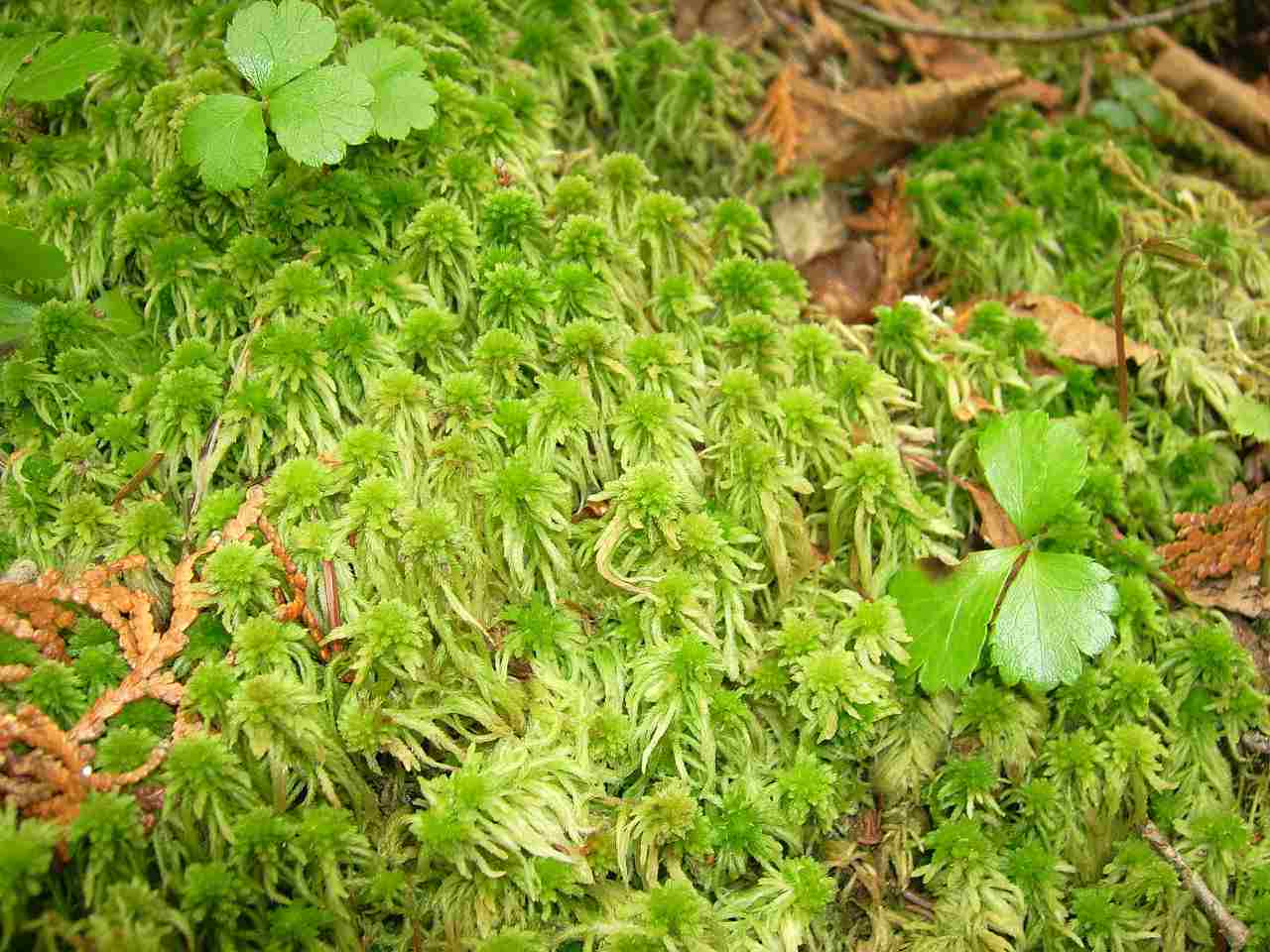 Is Moss a Decomposer: Photosynthetic Capabilities Classify Mosses as Producers (Credit: Fungus Guy 2009 .CC BY-SA 3.0.)