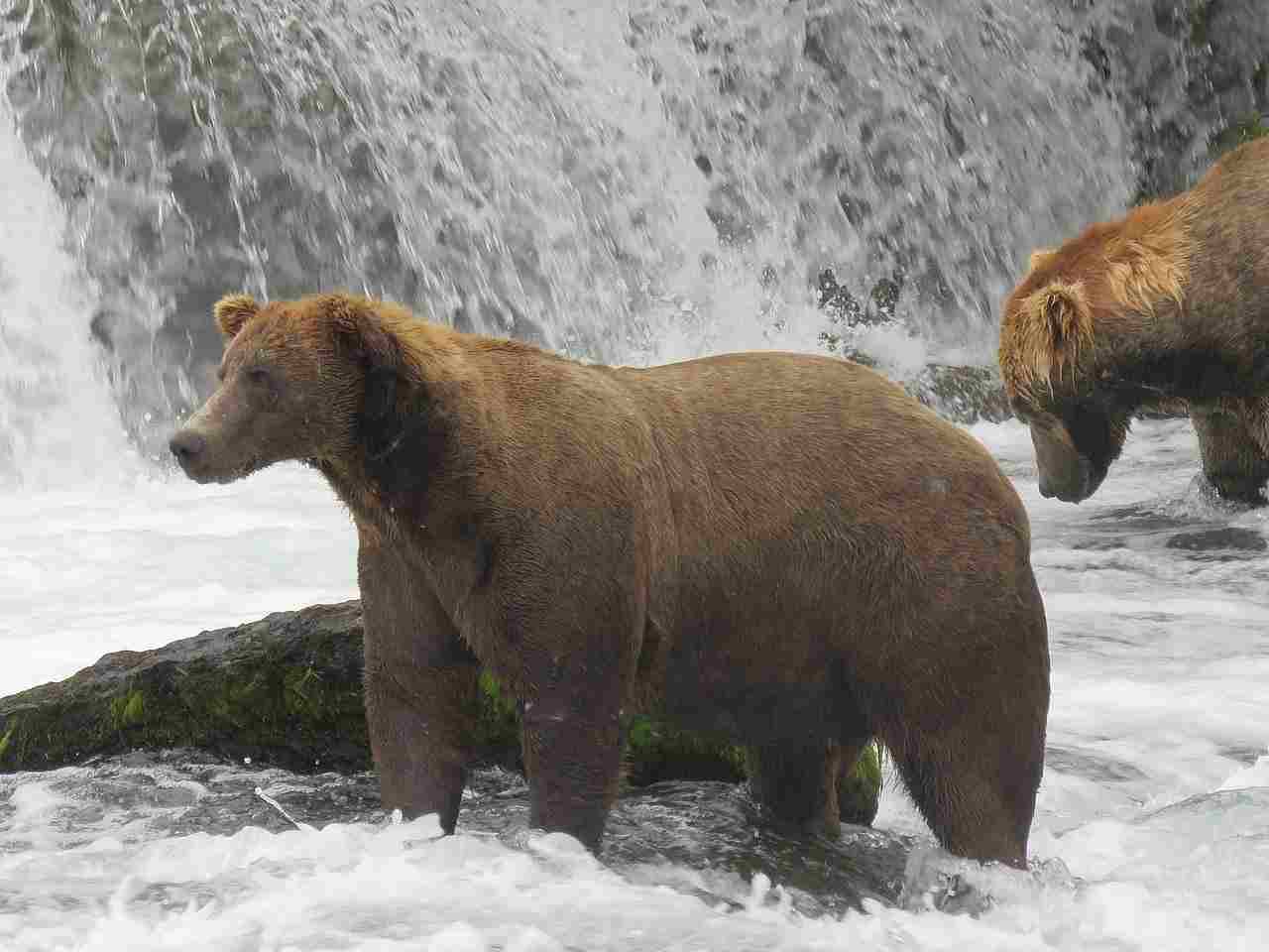 Mountain Lion Vs Bear: The Size, Weight and Strength of Bears Give Them An Edge Over Mountain Lions (Credit: Katmai National Park and Preserve 2019)