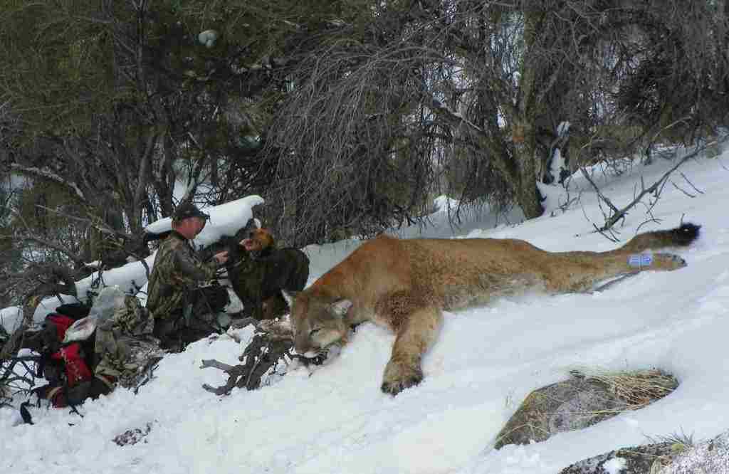 Mountain Lion Vs Bear: Hunting and Poaching Activities Affect Mountain Lions in The Wild (Credit: dh Reno 2014 .CC BY-SA 2.0.)