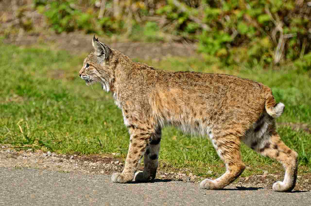 Mountain Lion Vs Bobcat: Taxonomy Indicates That Bobcats and Mountain Lions are Related as Felines (Credit: Linda Tanner 2011 .CC BY 2.0.)