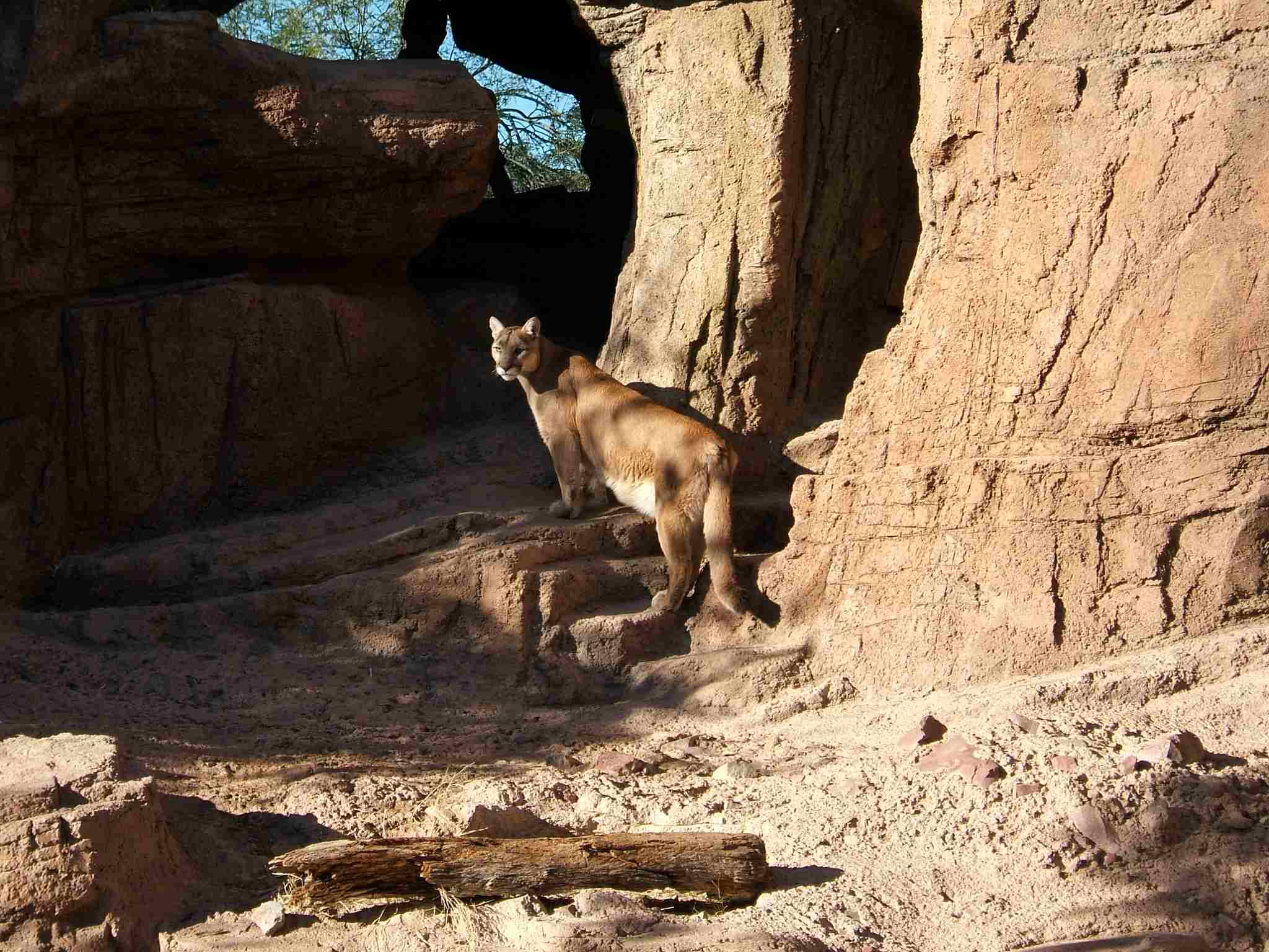 Mountain Lion Vs Bobcat: Deserts, Forests and Grasslands are All Suitable for Wild Mountain Lions (Credit: WordRidden 2007, Uploaded Online 2008 .CC BY 2.0.)