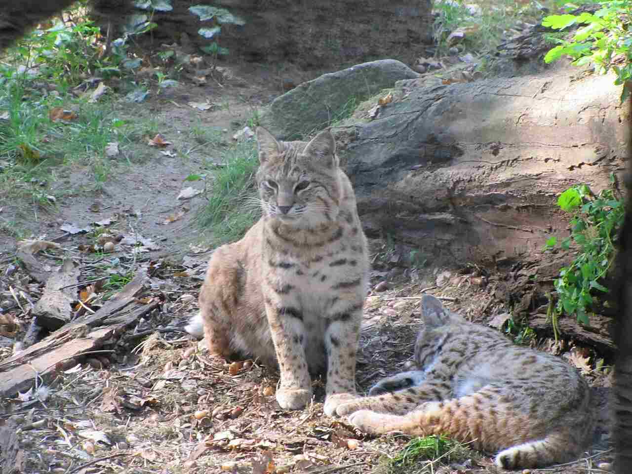 bobcat vs cougar