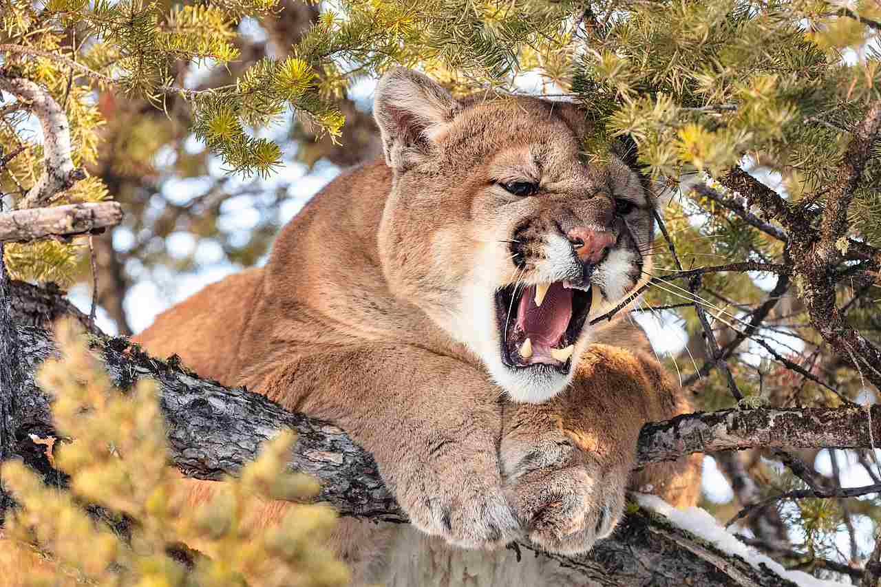 Mountain Lion Vs Cheetah: Higher Level of Aggressiveness Makes Mountain Lions More Formidable Than Cheetahs (Credit: Yellowstone National Park 2022)