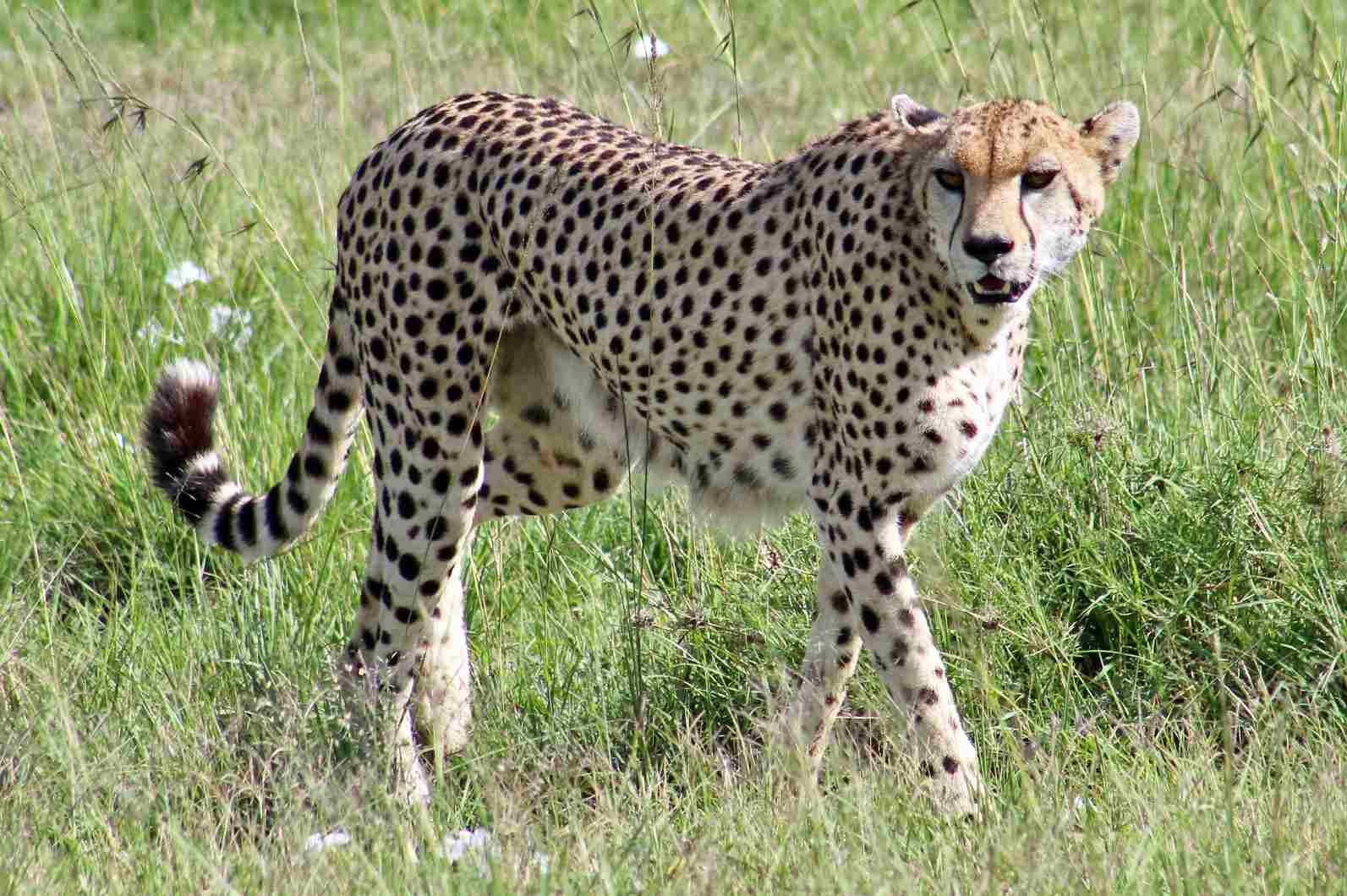 Mountain Lion Vs Cheetah: The Cheetah Can Easily be Distinguished by Its Appearance (Credit: James St. John 2022 .CC BY 2.0.)