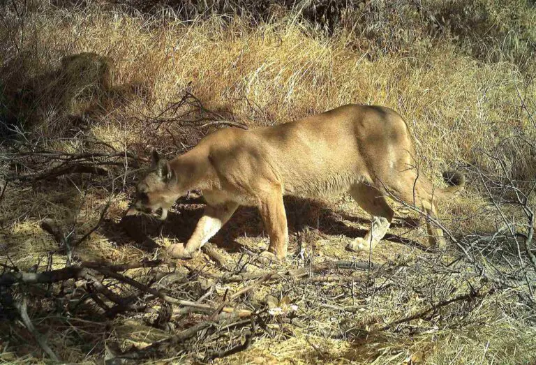 Mountain Lion Vs Cheetah Size, Weight, Ecological Comparison