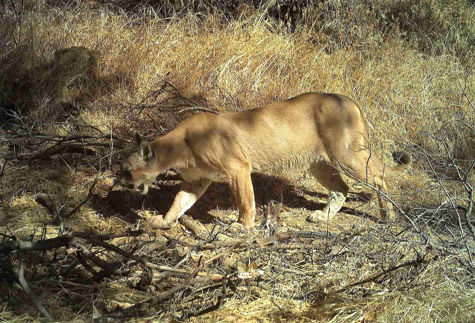 Mountain Lion Vs Cheetah: Both Mountain Lions and Cheetahs Can be Found in Grasslands (Credit: Santa Monica Mountains National Recreation Area 2022 .CC BY 2.0.)
