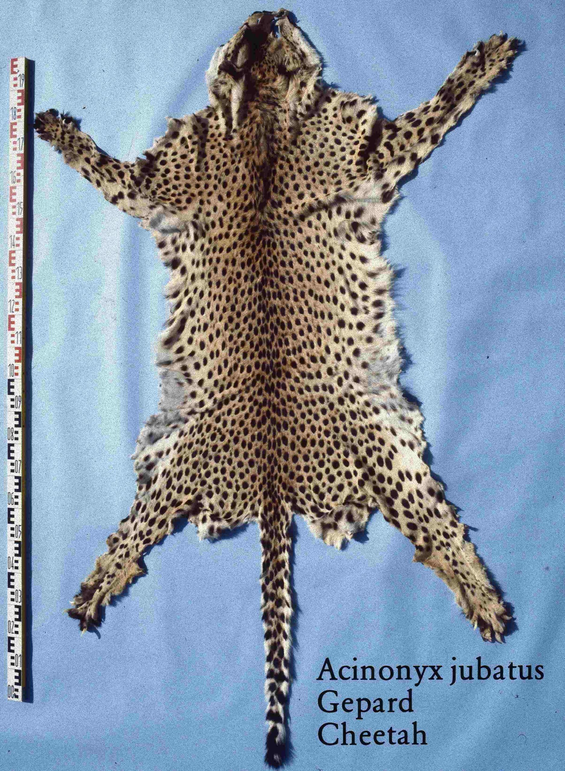 Mountain Lion Vs Cheetah: Poaching for Their Fur Affects The Wild Cheetah Population (Credit: Mickey Bohnacker, Presse-Fotograf, Frankfurt/Main 1978)
