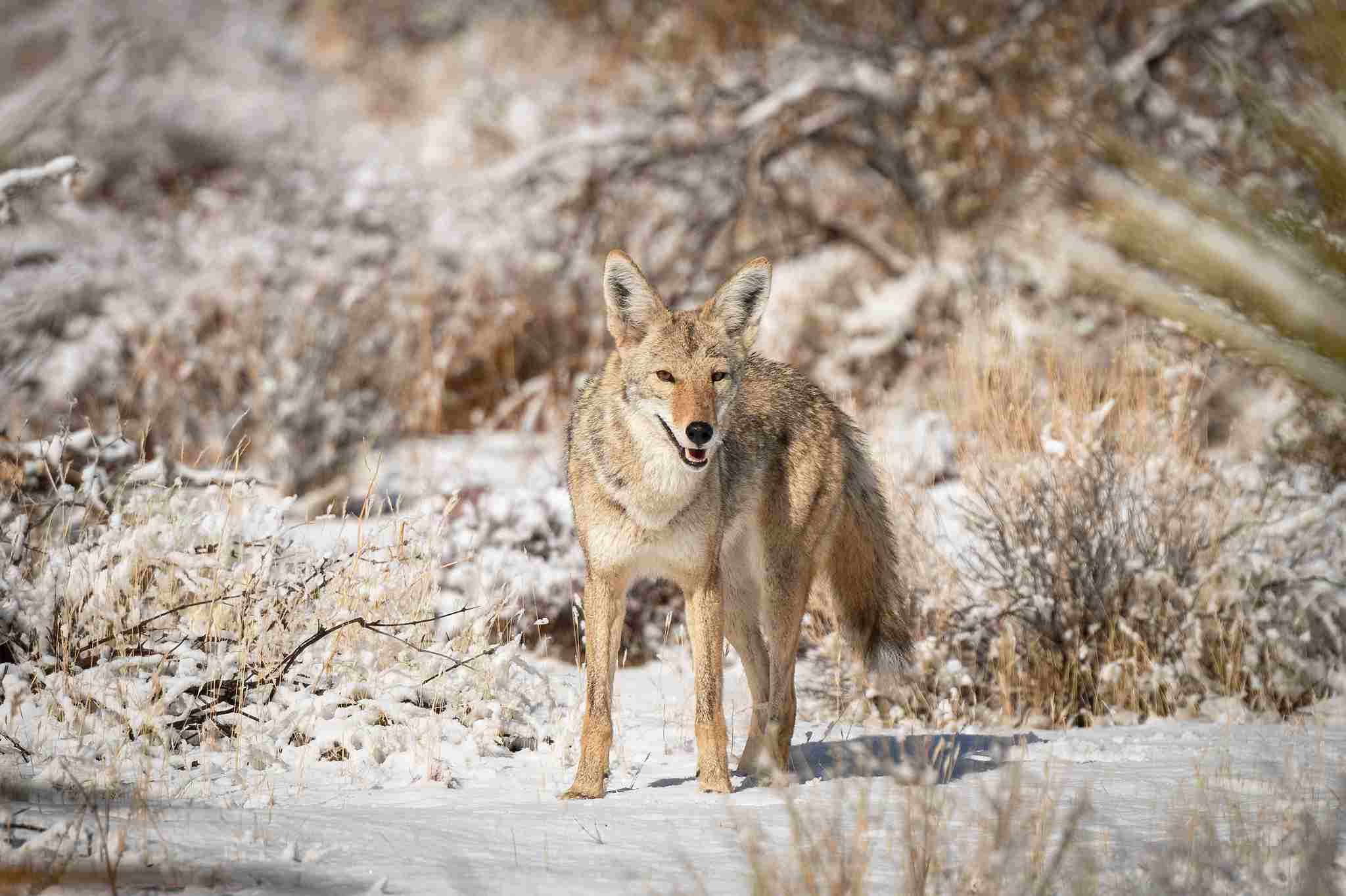 Mountain Lion Vs Coyote: Arid and Semiarid Regions are Among the Numerous Habitats of Coyotes (Credit: Joshua Tree National Park 2021)