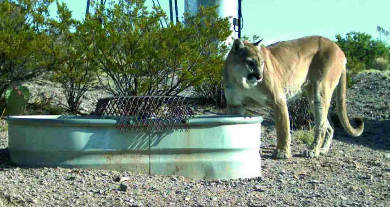 Mountain Lion Vs Coyote: Natural Habitats for Mountain Lions are Progressively Being Overtaken and Degraded by Humans (Credit: U.S. Fish and Wildlife Service 2009)