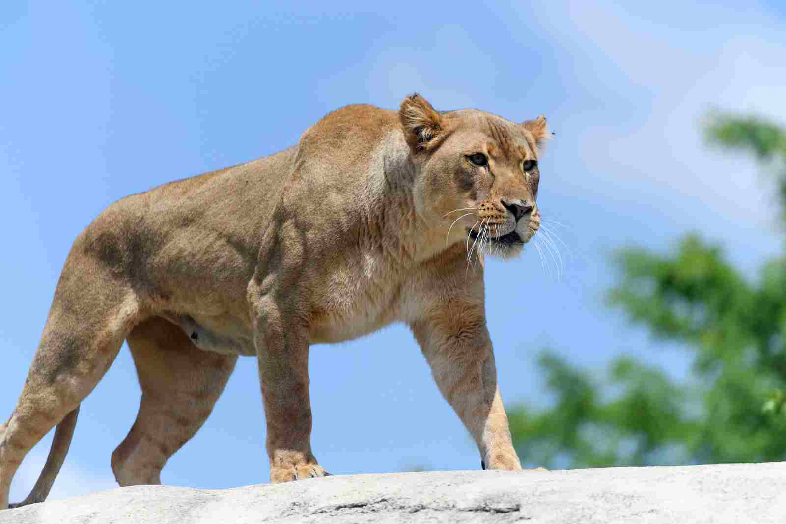 Mountain Lion Vs Lion: A Lion is Much Larger, Heavier and Stronger Than a Mountain Lion (Credit: Eric Kilby 2016, Uploaded Online 2017 .CC BY-SA 2.0.)