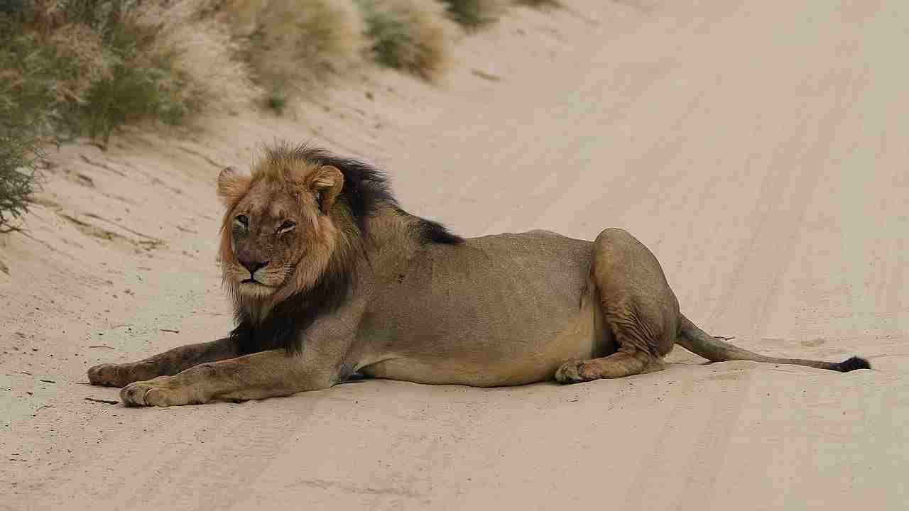 Mountain Lion Vs Lion: The Habitat(s) of Lions Range from Arid to Semiarid Savannah Regions (Credit: Derek Keats 2017 .CC BY 2.0.)