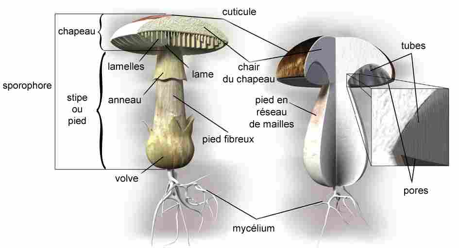 Is Mushroom a Decomposer: Physiological Disparity Separates Mushrooms from Producers (Credit: Grzyby 2009 .CC BY 3.0.)