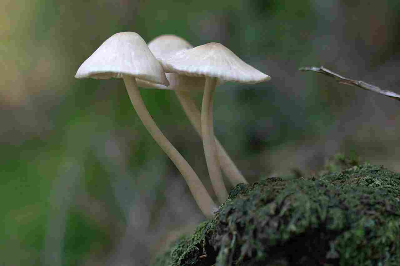 Is Mushroom a Decomposer: All Kind of Organic Substrates Can be Broken Down by Mushrooms (Credit: Averater 2008 .CC BY-SA 3.0.)
