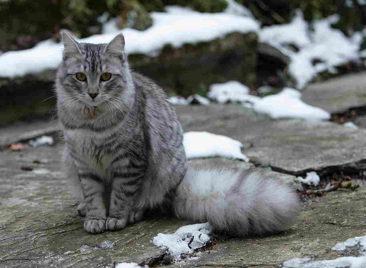 Norwegian Forest Cat Vs Siberian