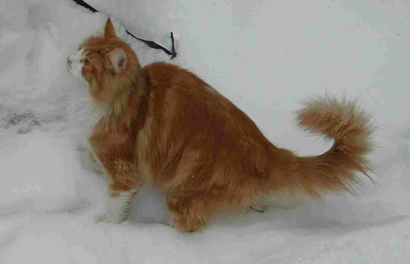 Norwegian Forest Cat Vs Siberian