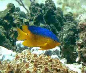 Ocean Energy Pyramid: Damselfish Can be Classified as Marine Primary Consumers Due to Their Feeding Habits (Credit: USGS - Individual photographer uncredited by source. Uploaded online 2011)