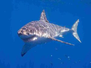 Ocean Energy Pyramid: Great White Shark Can be Classified as a Quaternary Consumer (Credit: Elias Levy 2014 .CC BY 2.0.)