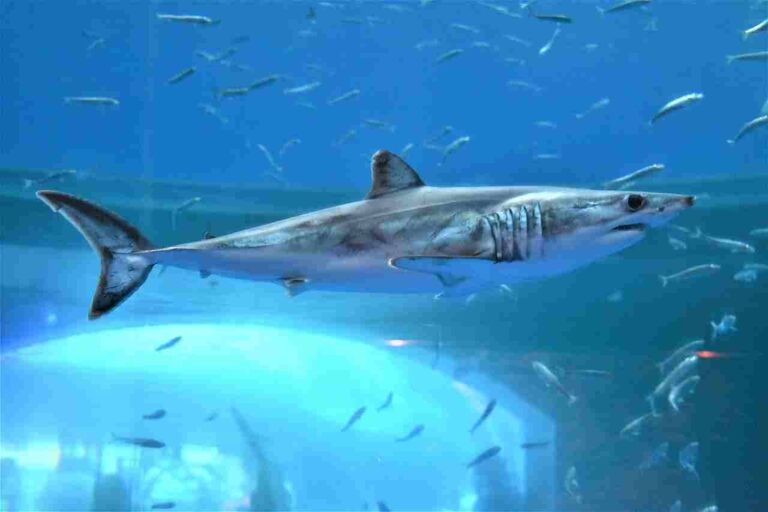 How Often Do Sharks Eat? Feeding Frequency of Sharks Analyzed