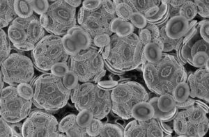 Open Ocean Biotic Factors: Autotrophs like Coccolithophores Contribute to Carbonate Dynamics in the Marine Ecosystem (Credit: Robin Mejia. Image courtesy Dr. Alison Taylor. 2011 .CC BY-SA 4.0.)