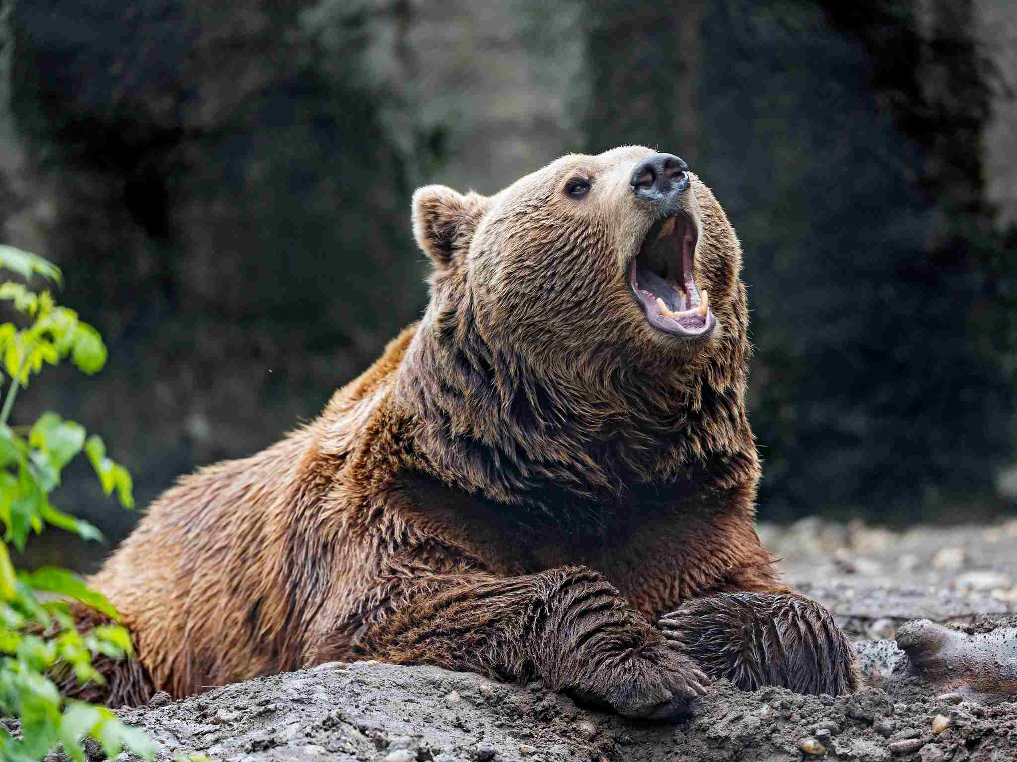 Otter Vs Bear