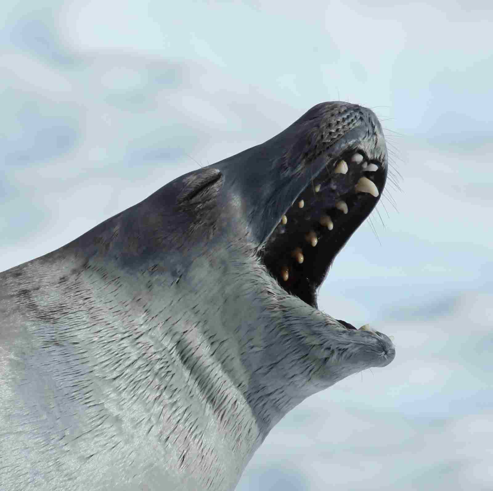 Otter Vs Seal