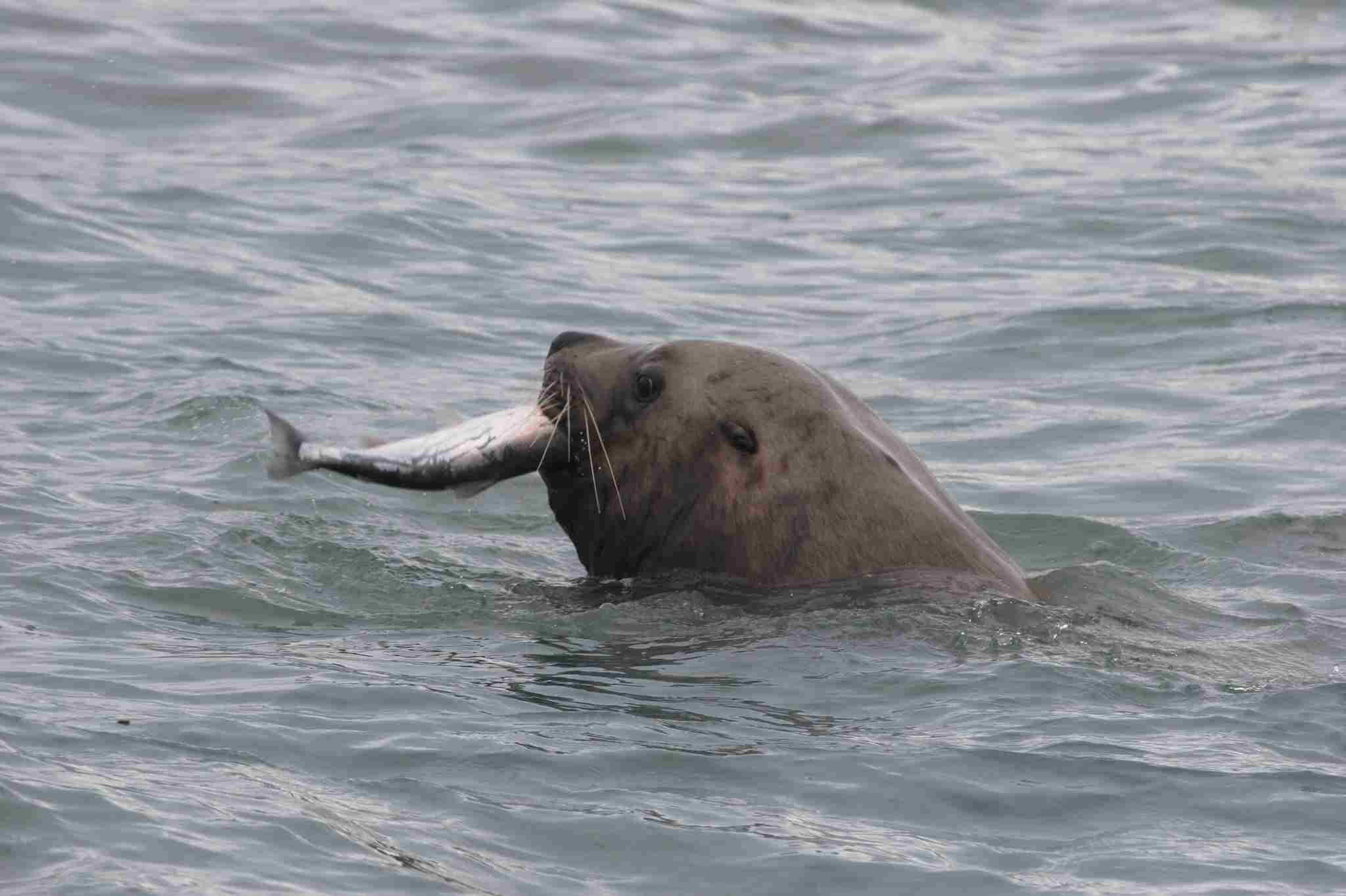 Otter Vs Seal
