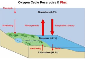 Oxygen Cycle Explanation With Diagram (Credit: Cbusch01 2007 .CC BY-SA 3.0.)