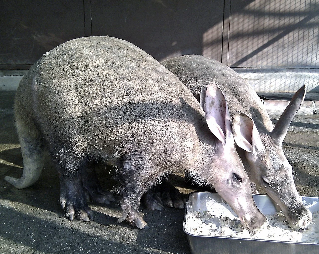 aardvark vs anteater vs armadillo