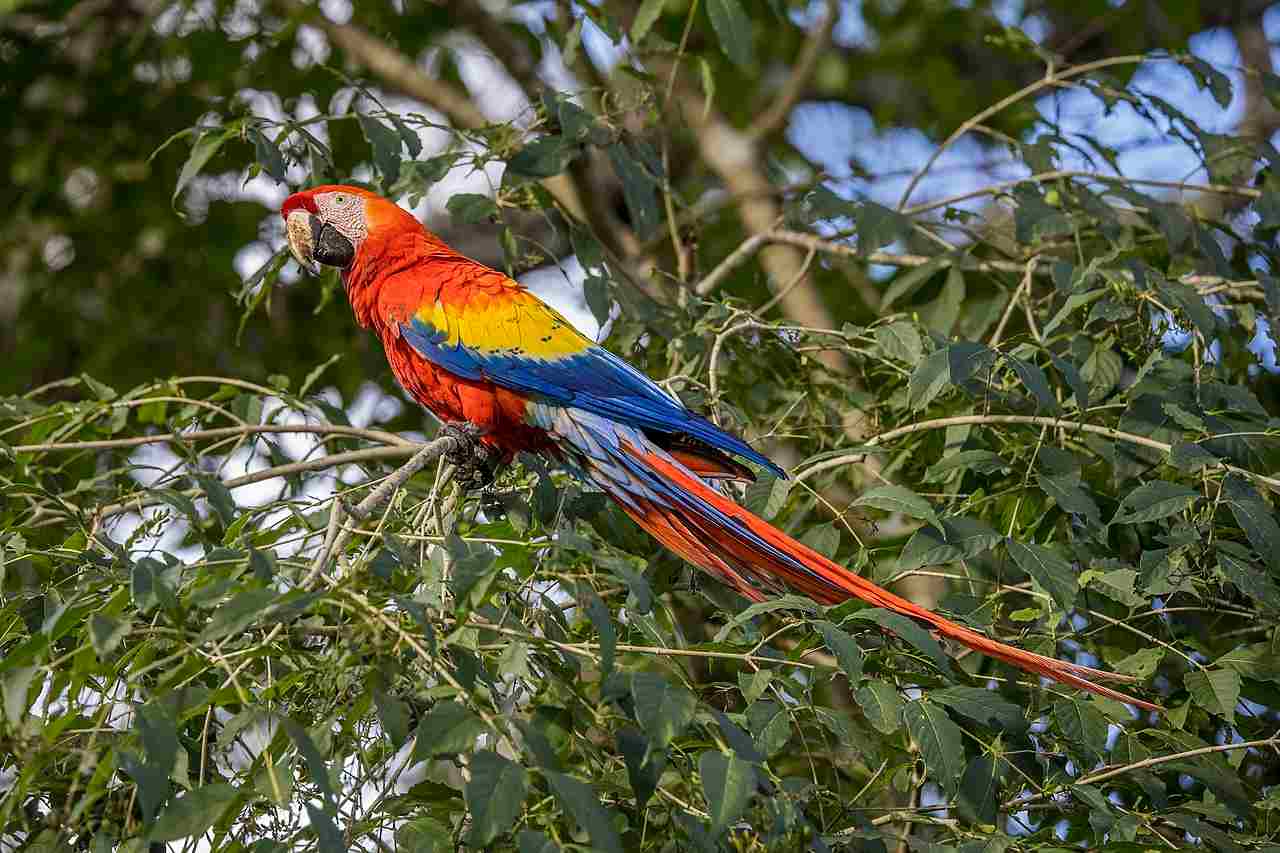 Are Parrots Omnivores: Rainforests at the Main Ecosystems of Parrots (Credit: Charles J. Sharp 2023 .CC BY-SA 4.0.)