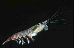 Animals in the Pelagic Zone: Krill are Small, Shrimp-like Crustaceans that Often Form Large Swarms (Credit: PAL LTER 2002, Uploaded Online 2013 .CC BY-SA 2.0.)