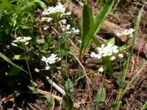 Phytoremediation Advantages: Alpine Pennycress is One of Various Plant Species that Can be Used in Phytoremediation (Credit: Matt Lavin 2008, Uploaded Online 2010 .CC BY-SA 2.0.)