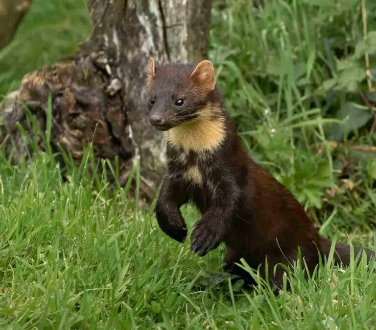Pine Marten Vs Fisher Cat Size, Weight, Overall Comparison  Introduction: