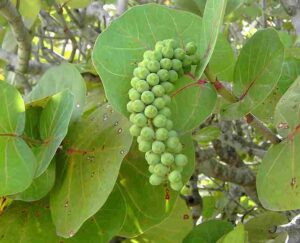 Plants in the Intertidal Zone: Sea Grape Trees Produce Fruit that Attract Local Wildlife (Credit: Hans Hillewaert 2006 .CC BY-SA 3.0.)