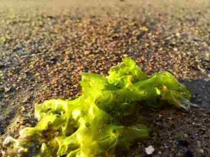 Plants in the Intertidal Zone: Its Bright Green Color is One of The Distinguishing Characteristics of Sea Lettuce (Credit: UpSticksNGo Crew 2015 .CC BY 2.0.)